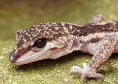 Goniurosaurus kuroiwae