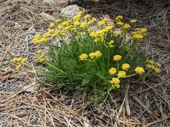 Lomatium torreyi