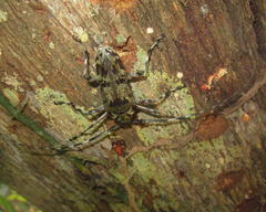 Macropophora trochlearis