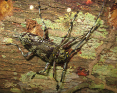 Macropophora trochlearis