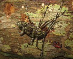 Macropophora trochlearis