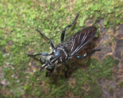 Andrenosomatini