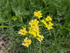Lomatium torreyi