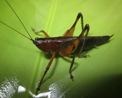 Eschatoceras