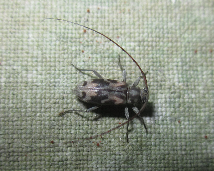 Lepturges virgatus