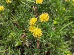 Lomatium torreyi