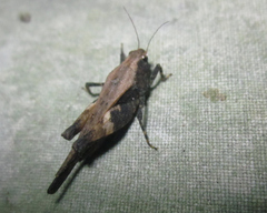 Paurotarsus