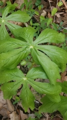 Podophyllum peltatum