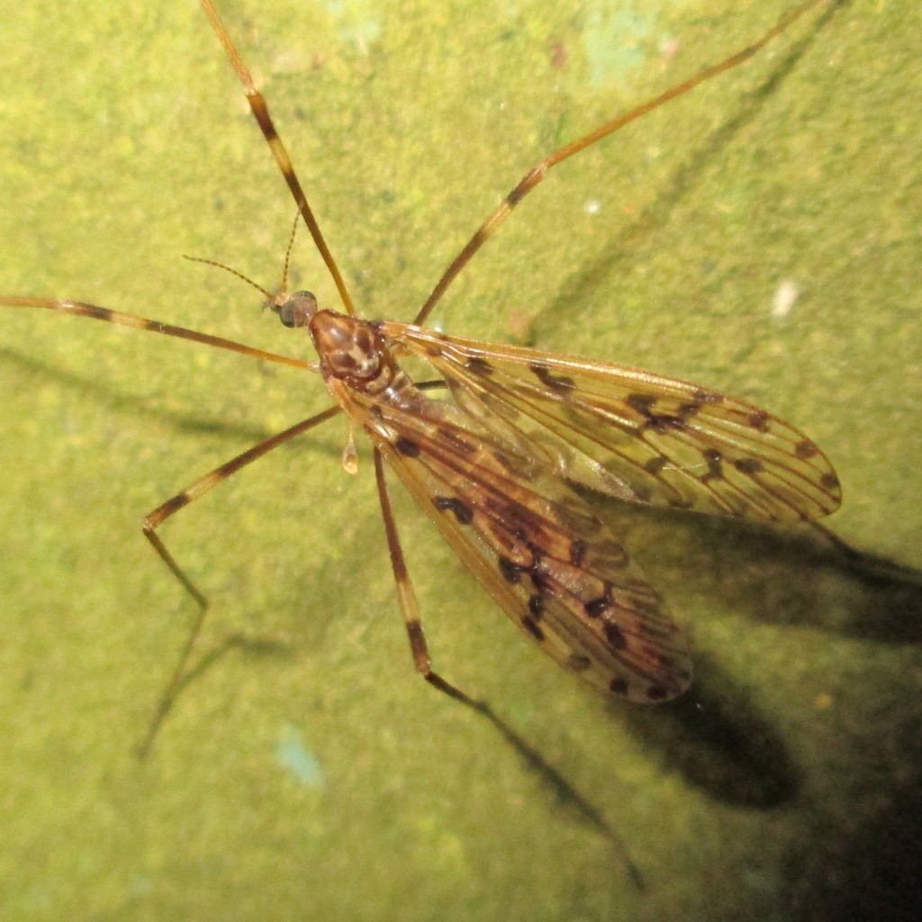 Austrolimnophila agathicola