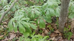 Podophyllum peltatum