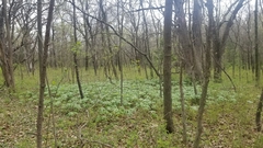 Podophyllum peltatum
