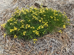 Lomatium torreyi