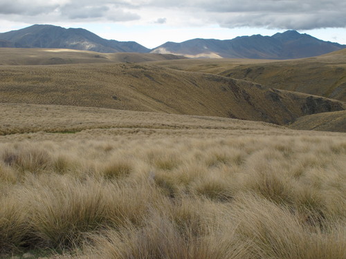 Chionochloa macra