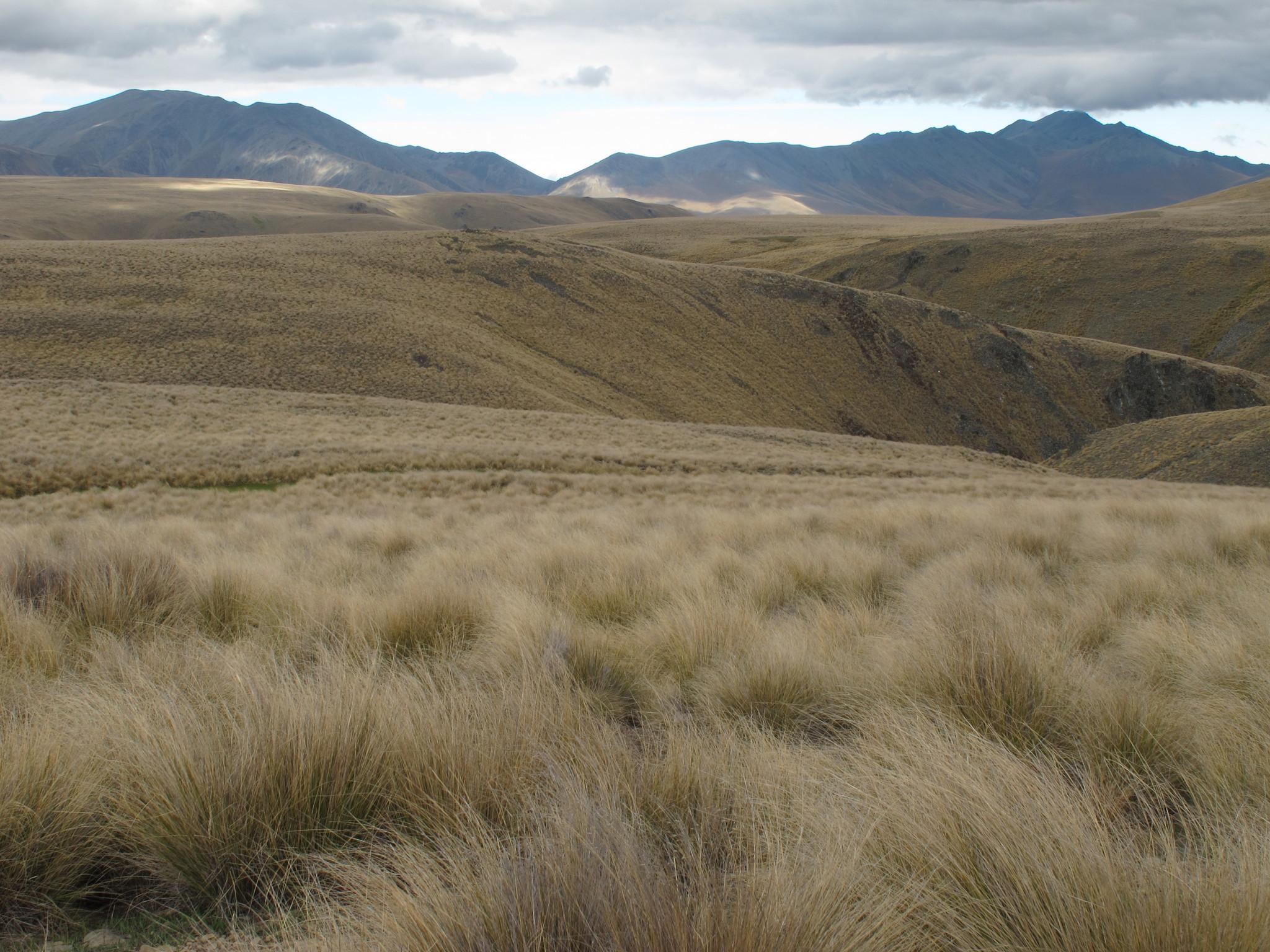 Chionochloa macra