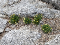 Lomatium torreyi