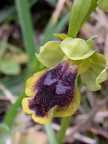 Yellow Bee-orchid