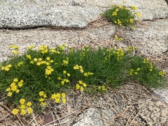 Lomatium torreyi