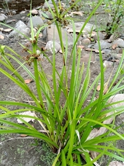 Scirpus ternatanus