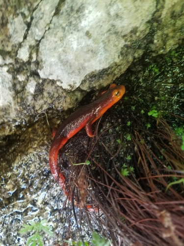 iNaturalist observation photo of Sierra Newt