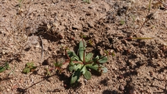 Centrostegia thurberi