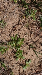 Centrostegia thurberi
