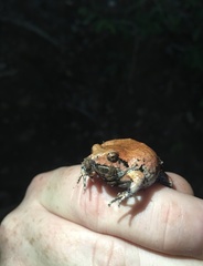 Physalaemus nattereri