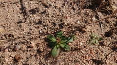 Centrostegia thurberi