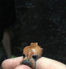 Physalaemus nattereri