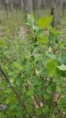 Ribes missouriense