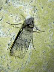 Euxoa comosa