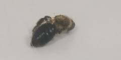 Andrena dunningi