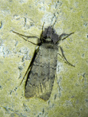 Euxoa comosa