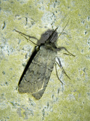 Euxoa comosa