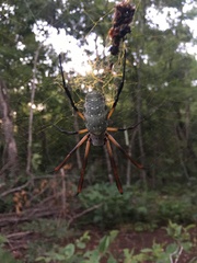 Trichonephila sexpunctata