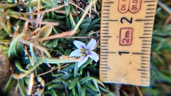 Lobelia oligophylla