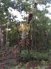 Trichonephila sexpunctata