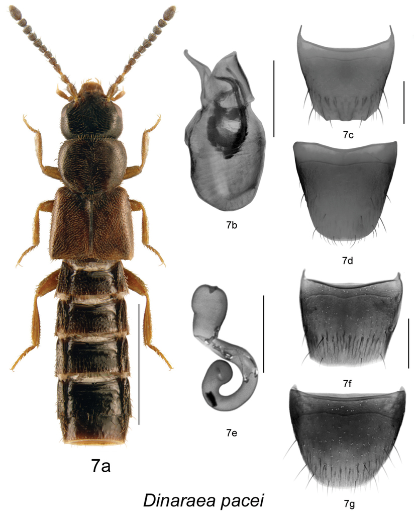 Dinaraea