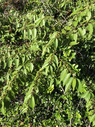Grewia australis, photograph 4