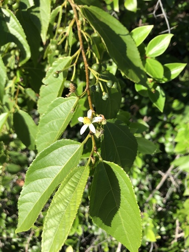 Grewia australis, photograph 3