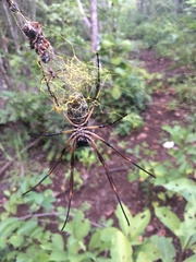 Trichonephila sexpunctata