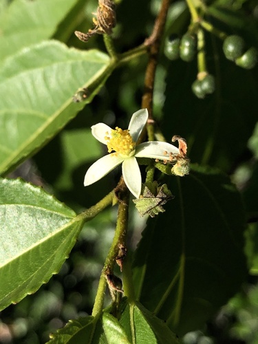 Grewia australis, photograph 6