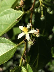 Grewia australis, photograph (c) elawrey, some rights reserved (CC BY)