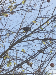 Sturnus vulgaris