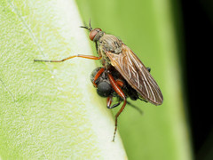 Empis spectabilis