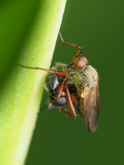 Empis spectabilis