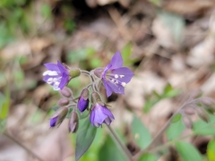 Polemonium reptans villosum