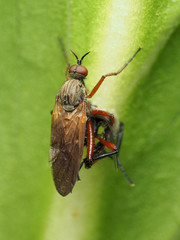 Empis spectabilis