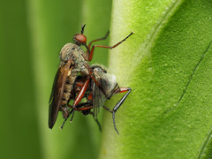 Empis spectabilis