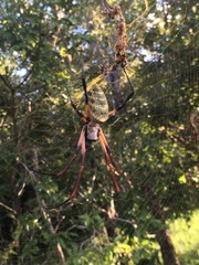 Trichonephila sexpunctata