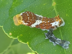 Papilio fuscus capaneus